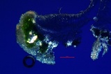 Lecanora pacifica image