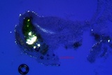 Lecanora pacifica image