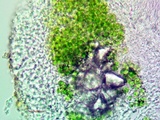 Lecanora pacifica image
