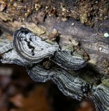 Xylobolus subpileatus image