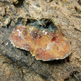 Xylobolus subpileatus image