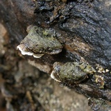 Xylobolus subpileatus image