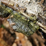 Xylobolus subpileatus image