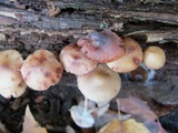 Mycena maculata image