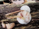 Mycena maculata image