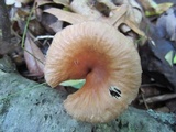 Gymnopus spongiosus image