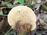 Hapalopilus rutilans image