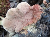 Hapalopilus rutilans image