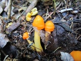 Humidicutis marginata image