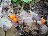 Humidicutis marginata image