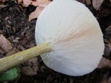 Melanoleuca alboflavida image