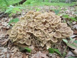 Polyporus umbellatus image
