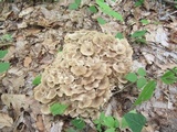Polyporus umbellatus image