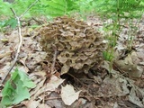 Polyporus umbellatus image