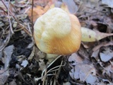 Cuphophyllus pratensis image