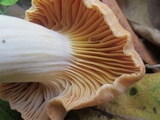 Cuphophyllus pratensis image