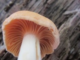 Cuphophyllus pratensis image