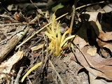 Clavulinopsis fusiformis image