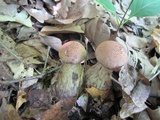 Cortinarius squamulosus image