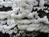Ceratiomyxa fruticulosa var. fruticulosa image