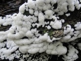 Ceratiomyxa fruticulosa var. fruticulosa image
