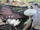 Entoloma abortivum image