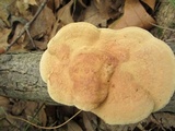 Hapalopilus rutilans image