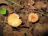 Hydnum mulsicolor image