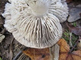 Tricholoma acris image