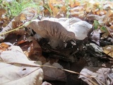 Tricholoma acris image