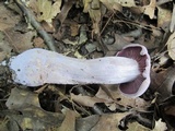 Laccaria ochropurpurea image
