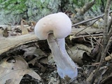 Laccaria ochropurpurea image