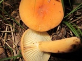 Lactifluus hygrophoroides image