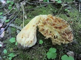 Morchella americana image