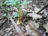 Morchella americana image