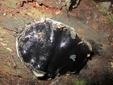Camarops petersii image
