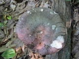 Russula variata image