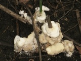 Sebacina incrustans image