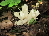 Helvellosebacina concrescens image