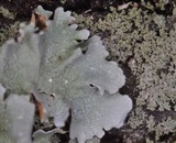Parmotrema reticulatum image