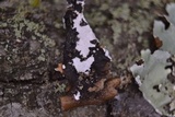 Parmotrema reticulatum image