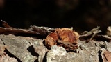 Gloeophyllum sepiarium image