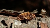 Gloeophyllum sepiarium image