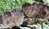Trichaptum abietinum image