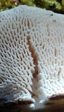 Trametes gibbosa image