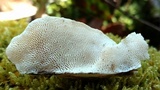 Trametes gibbosa image