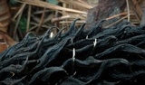 Xylaria magnoliae image
