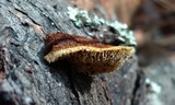 Gloeophyllum sepiarium image