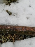 Peniophora cinerea image