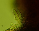 Peniophora cinerea image